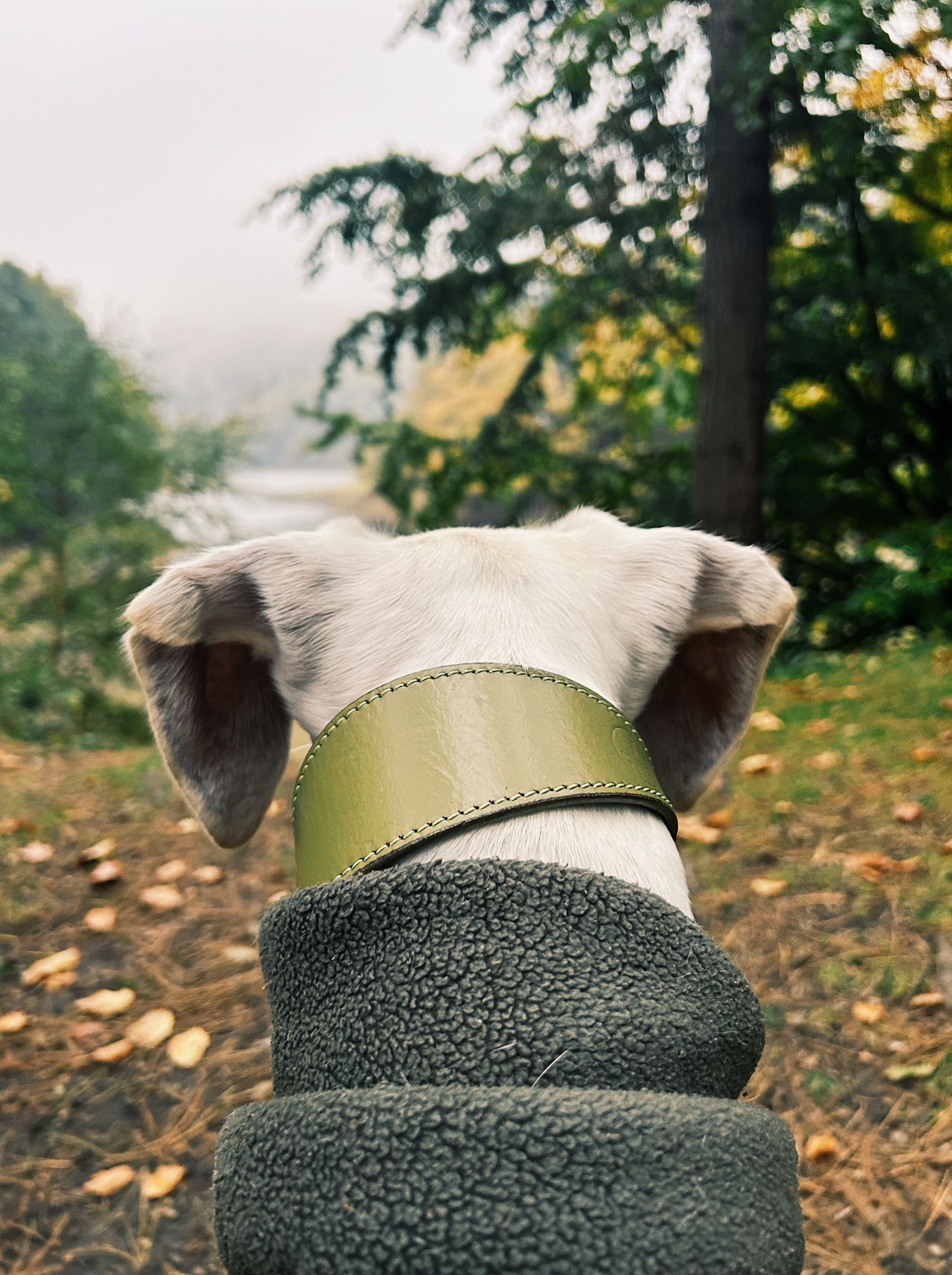 pablo the lurcher